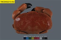 藏品(正直愛潔蟹)的圖片